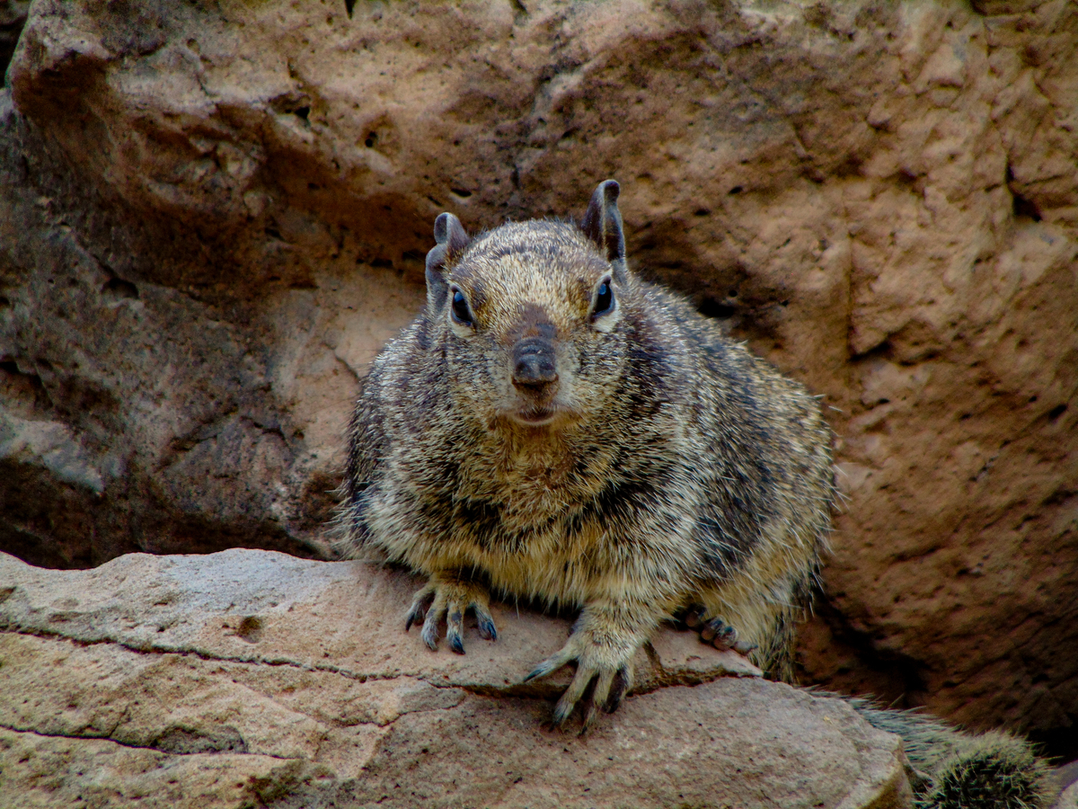Ты пахнешь слабостью.