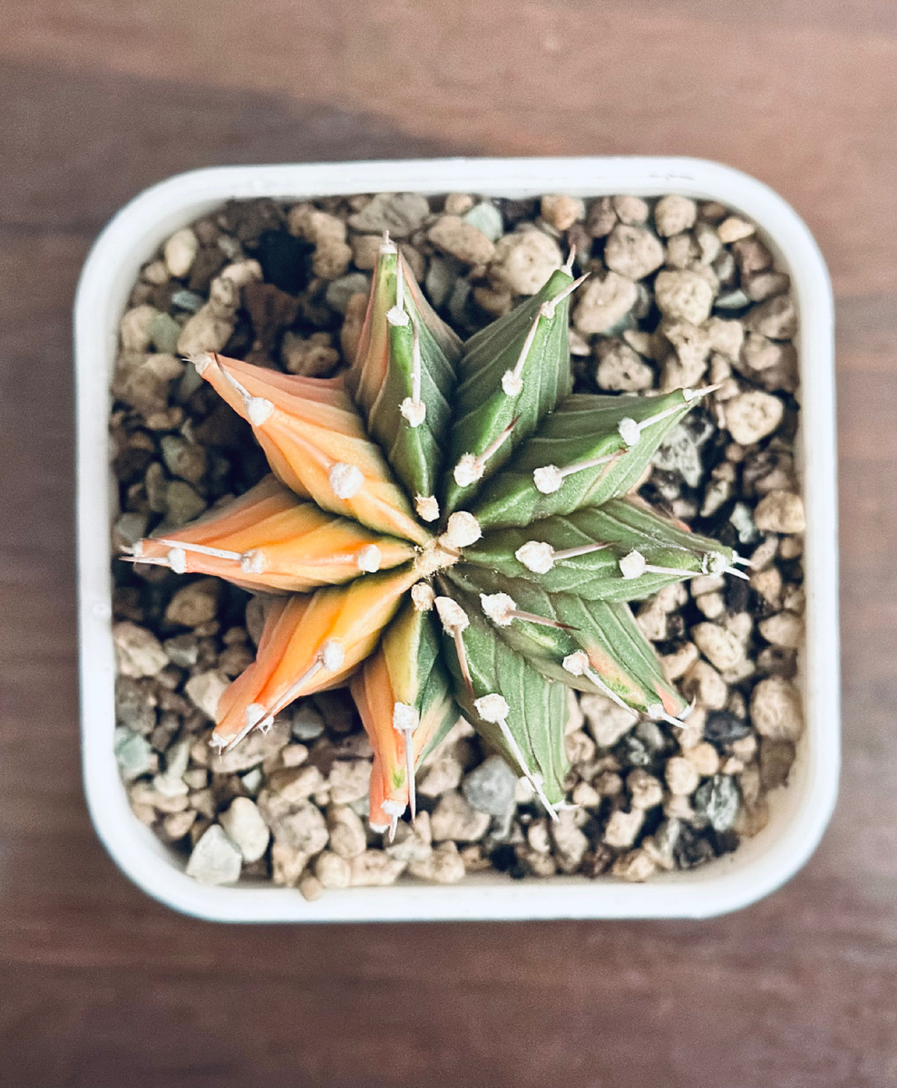 На фото растение еще не укоренилось