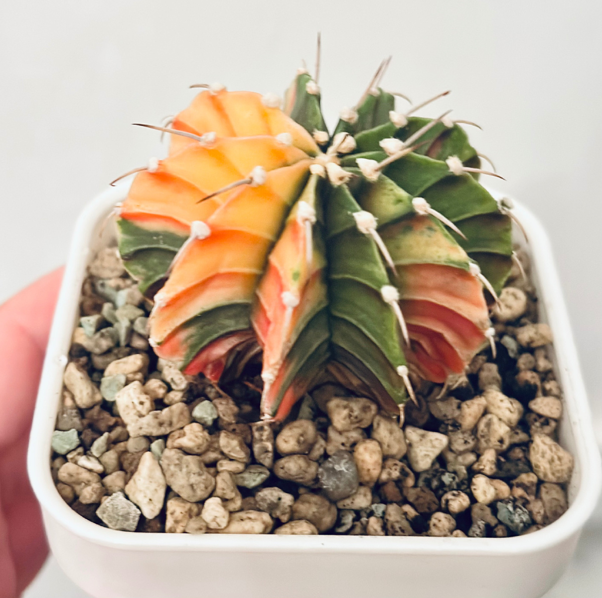 Gymnocalycium varium. Сентябрь 2024