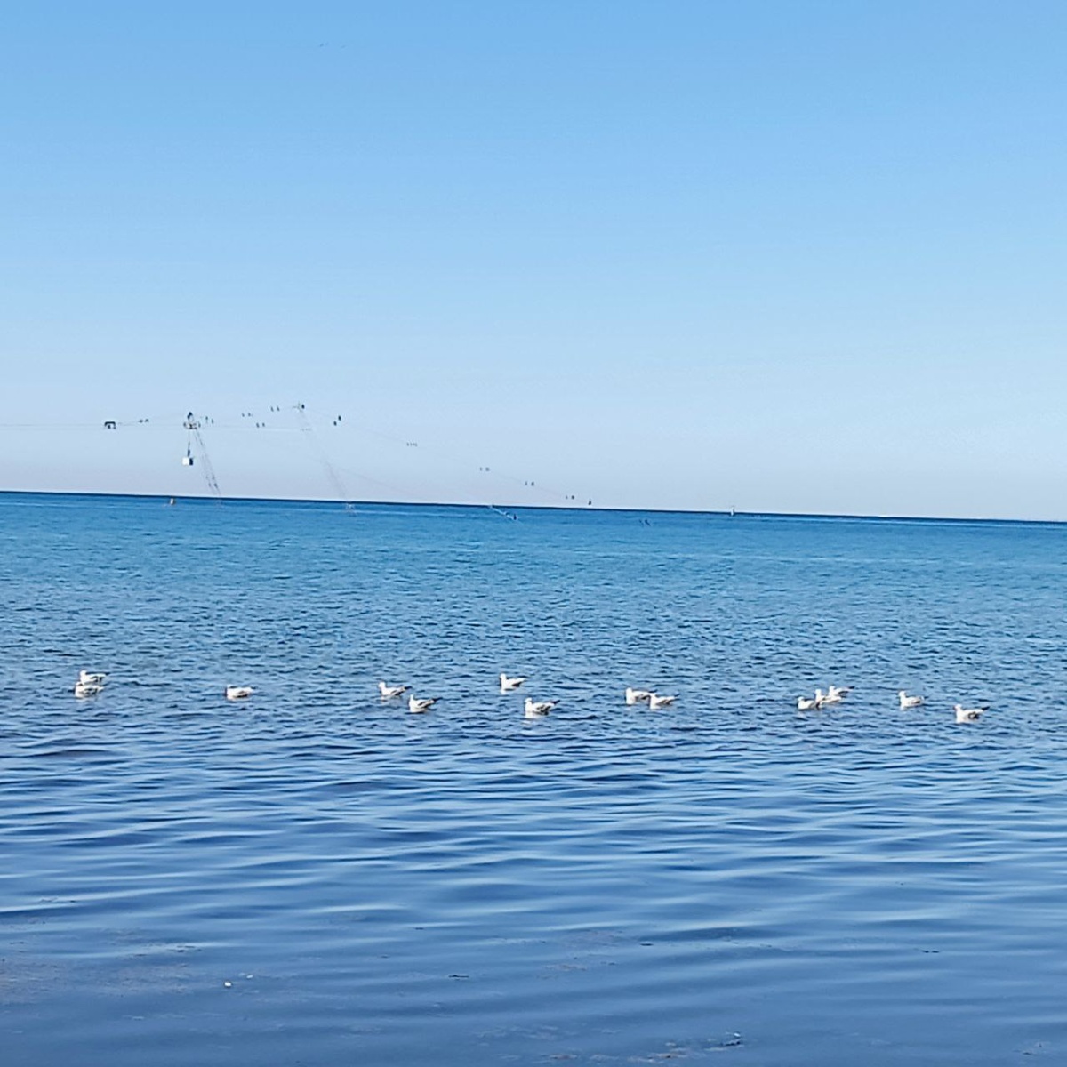 А это чайки собрались ,ждут  что их покормят