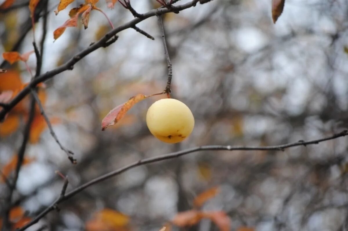    Днём в воскресенье местами пройдёт небольшой дождь.