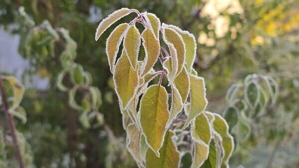    © Sputnik / Виктор Толочко