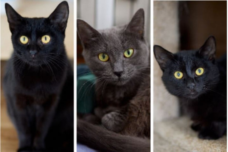    «Хоккейные» коты из пермского приюта. Фото: приют «Счастливый хвост» ВК.