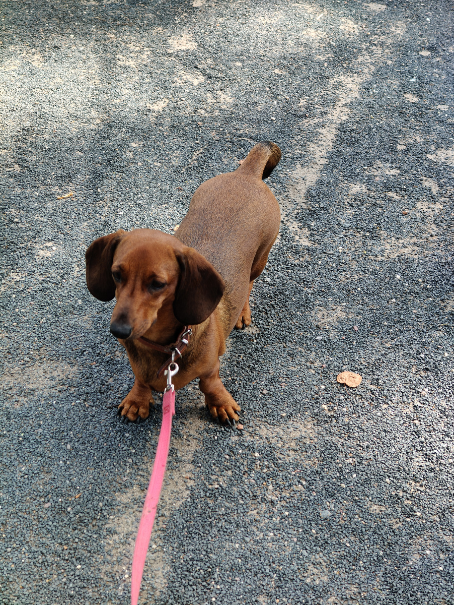 Вдруг Алиса остановилась