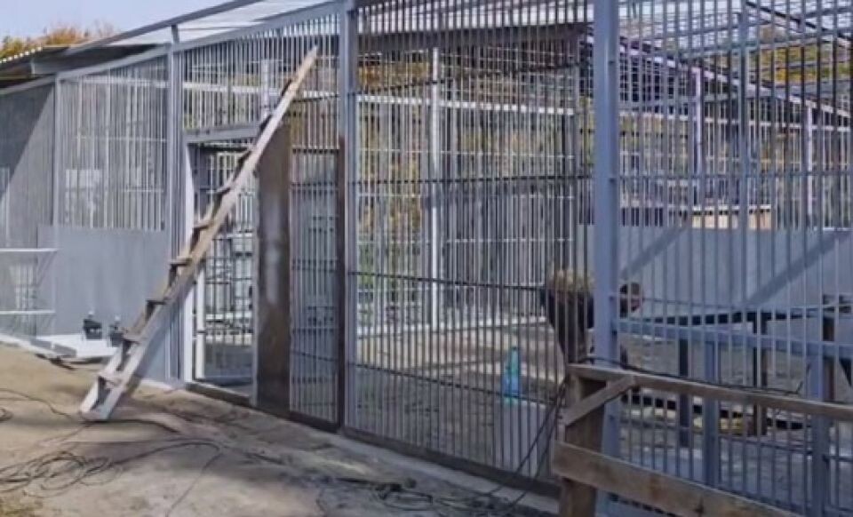    Новый вольер для Фифы и Маяка. Источник: кадр видео, t.me/zoo22ru