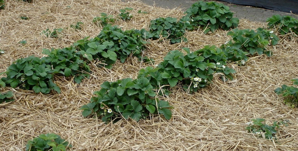 Как укрыть клубнику на зиму: практическое руководство