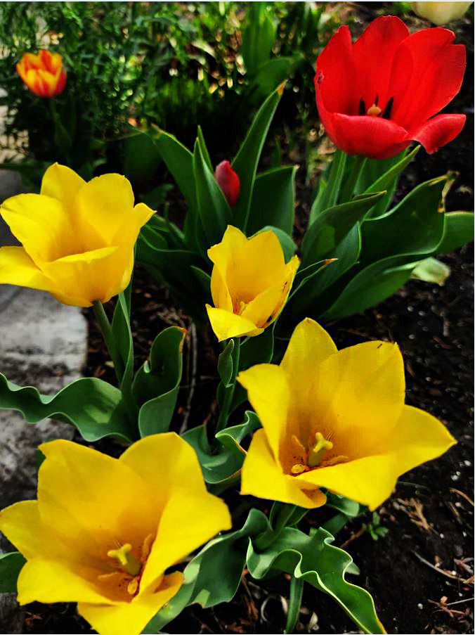 тюльпаны - подарок из Голландии