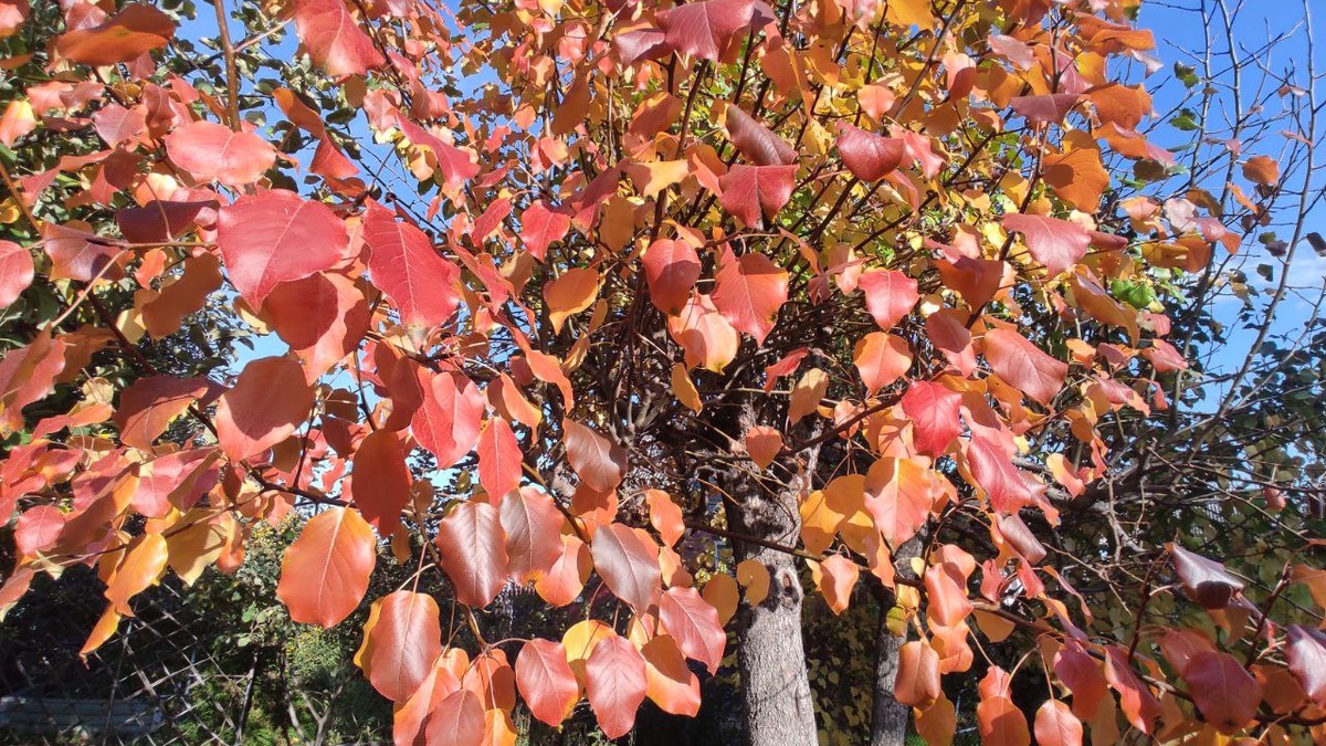 осенняя окраска груши