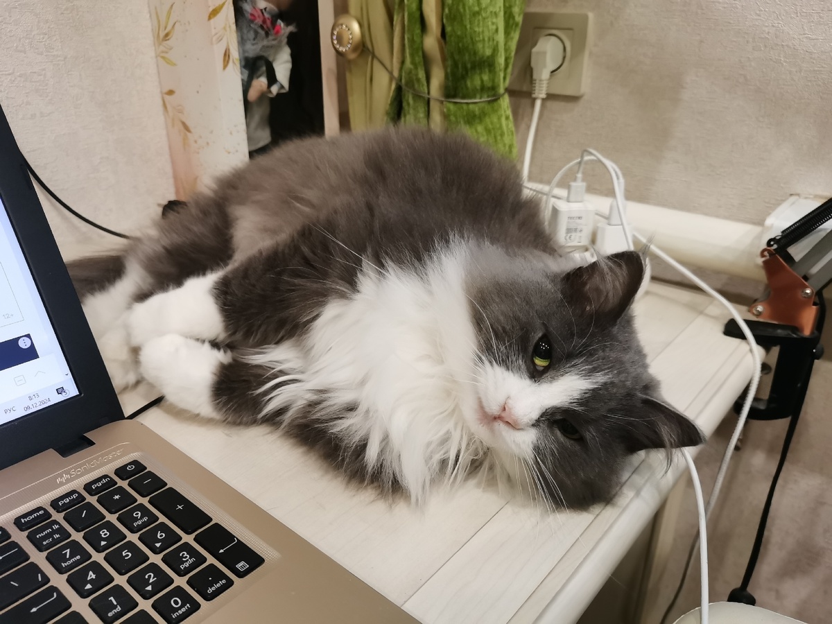    Если кошка вас лижет, не спешите радоваться - специалисты пояснили, зачем питомцы на самом деле так делают