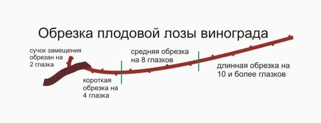 Виды обрезки винограда