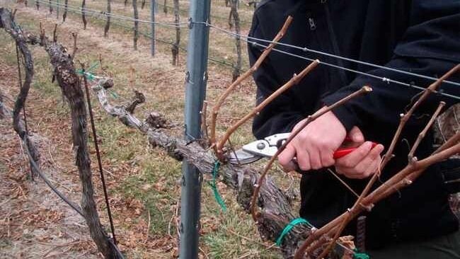 Секатор решает урожай: короткая или длинная обрезка винограда осенью?