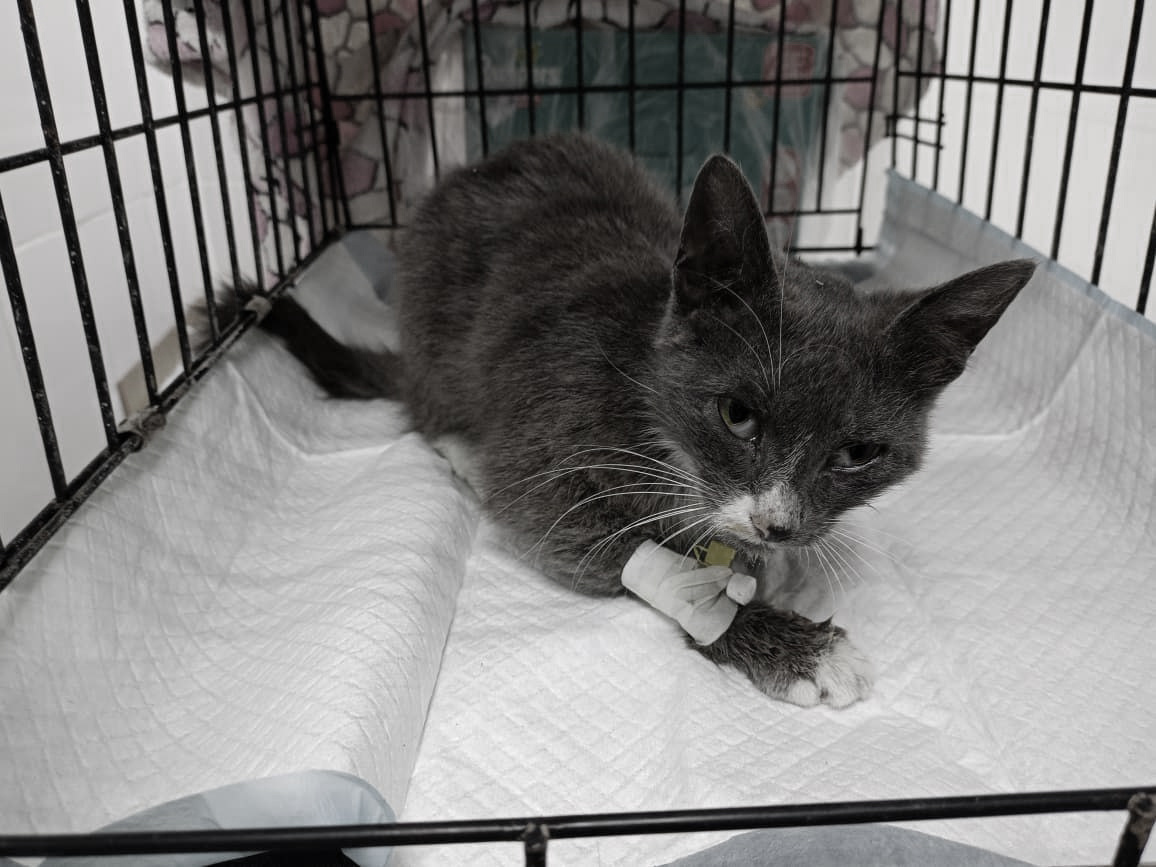 К сожалению, её состояние было слишком тяжёлым. 