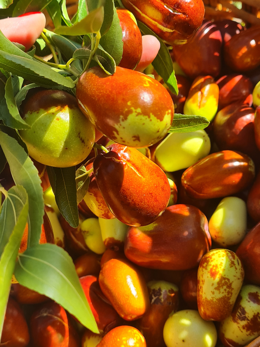 У нас унаби прозвали Кубанским фиником! 