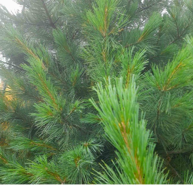 фото 1.  История произрастания кедра на нашем участке.