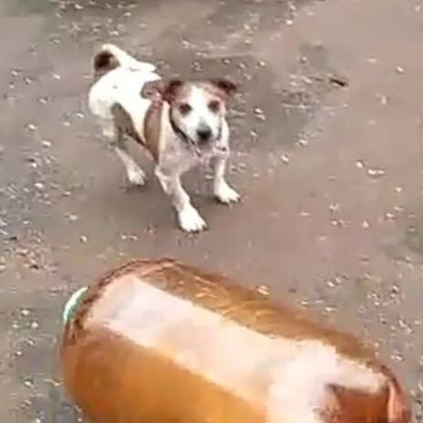 фото из видео собака и кега