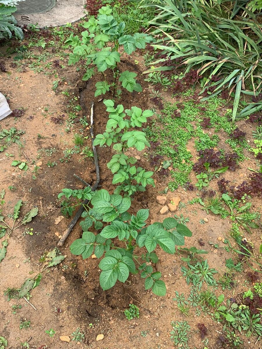 Это сентябрь,  цветов на картофане не дождалась