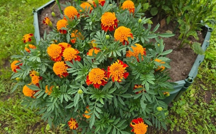 Бархатцы на сидераты – золотой ключик для вашей грядки. Как использовать их в конце сезона