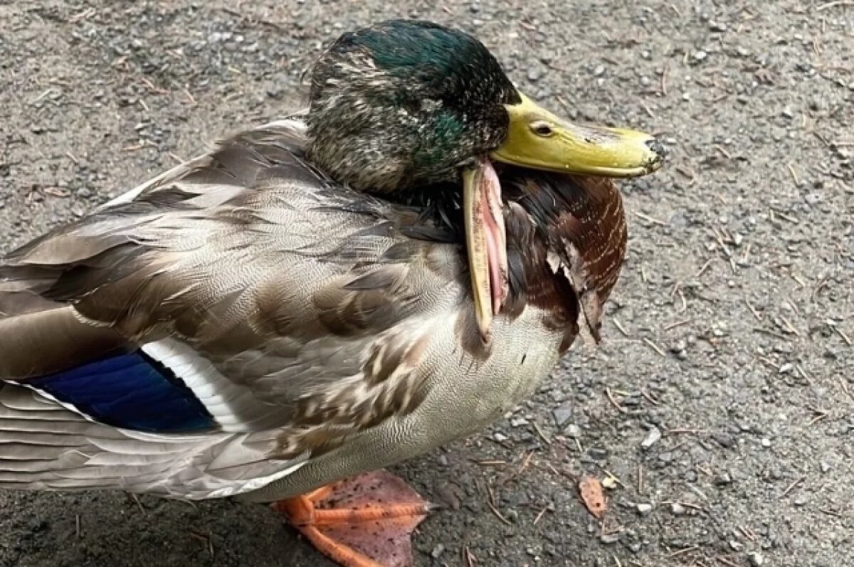    В Петрозаводске неравнодушные горожане спасли утку с травмой клюва