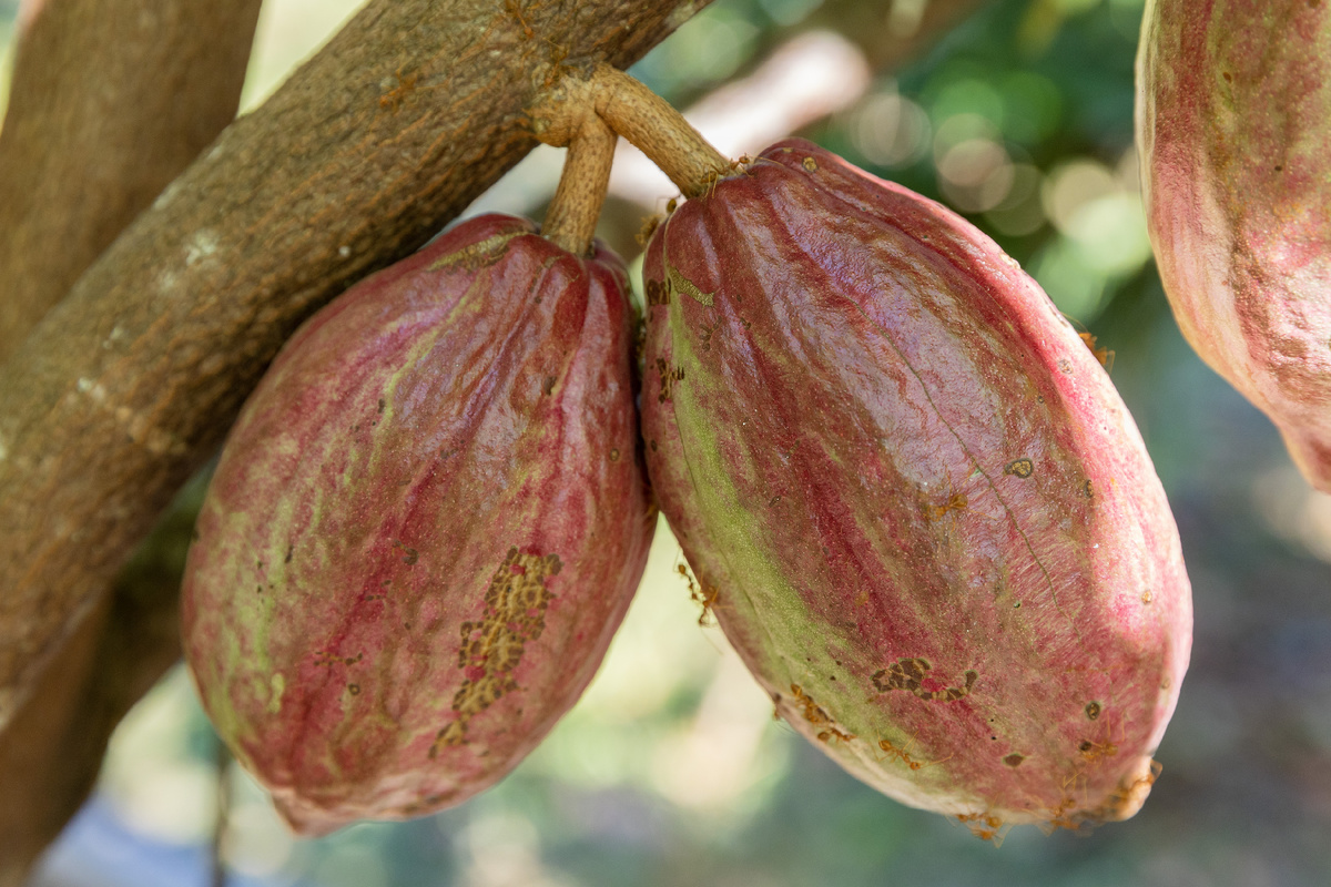 Фото: © Aleksey Smyshlyaev/ Global Look Press