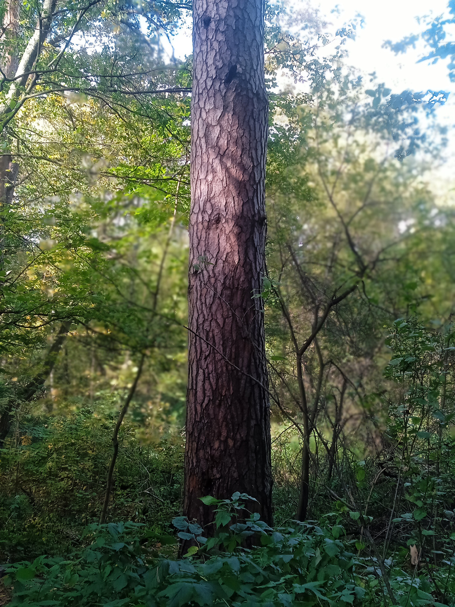 Вы же видите лицо дерева? Фото автора.