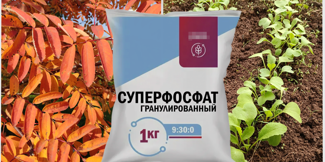 Осеннее внесение суперфосфата: почему весной он не работает и чем его заменить