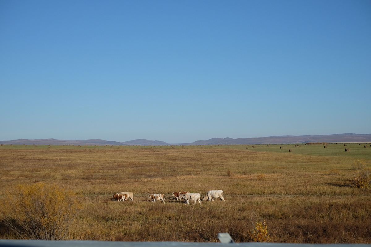 Поля под Чернышевском. Фото автора. 