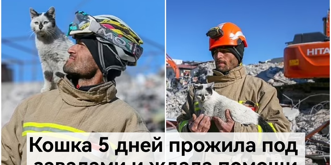 Кошка 5 дней была завалена камнями, пока не нашла своего спасителя