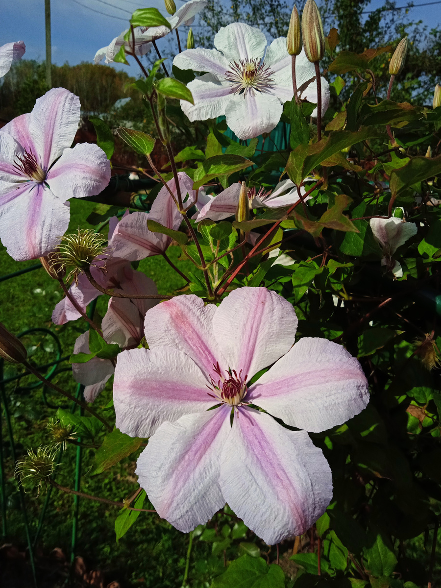 Клематис старается. 