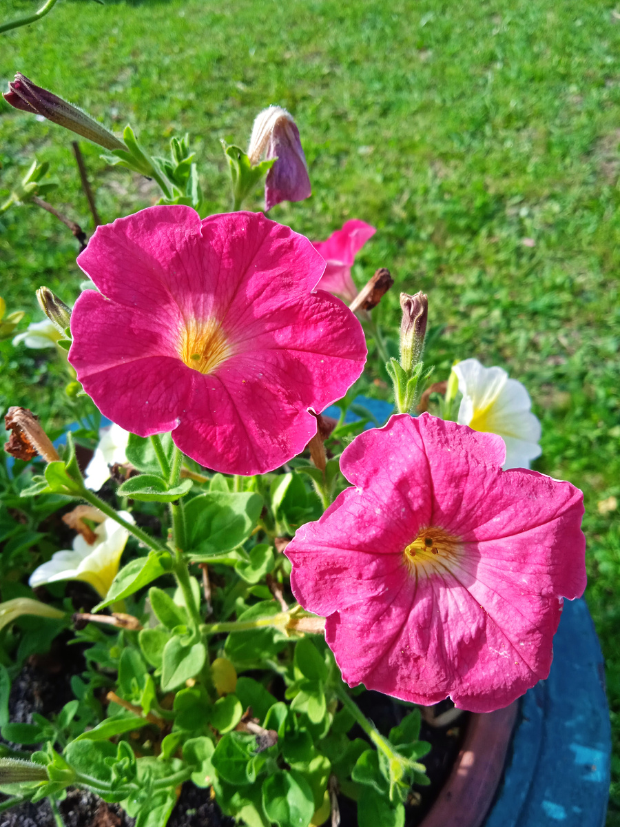 Остатки петуний. 