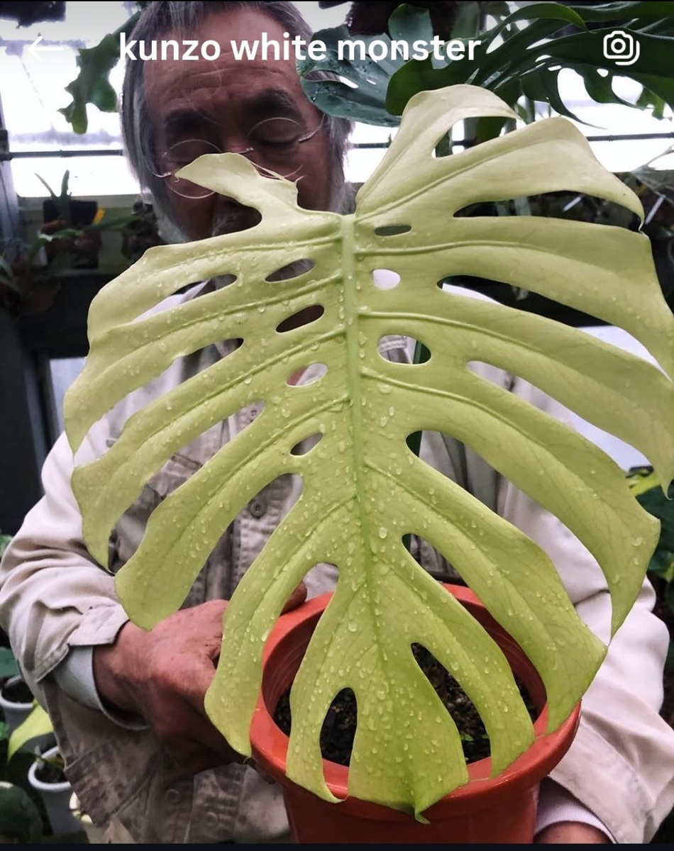 Кунзо Нисихата сан с монстерой  'White Monster’.  Фото: Instagram* @kunzo_n . *Признаны экстремистскими организациями и запрещены на территории РФ