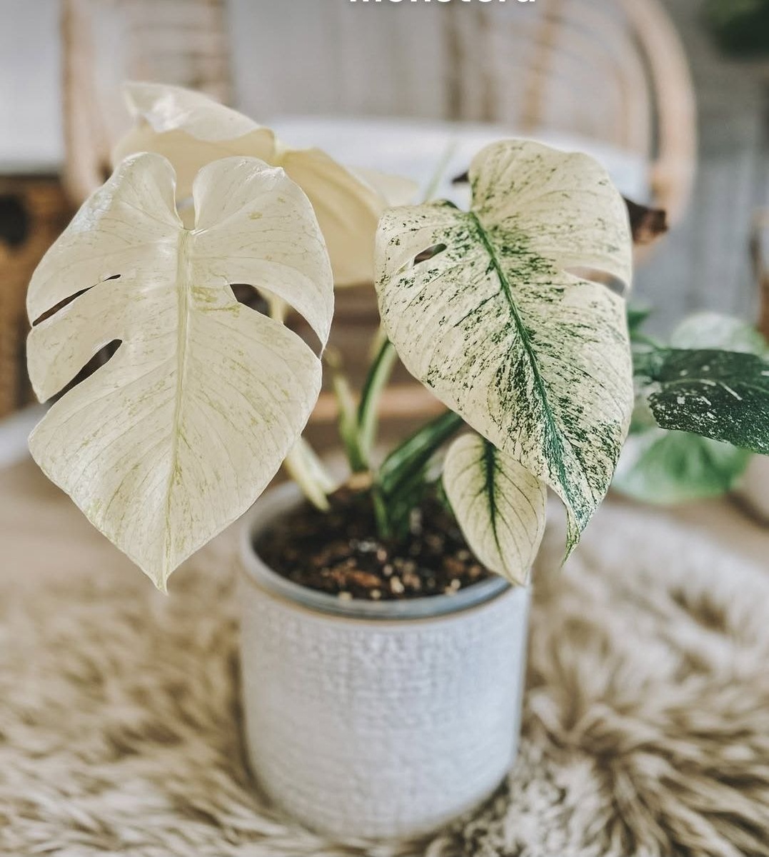 Monstera 'White Monster'. Фото: Instagram*.  *Признаны экстремистскими организациями и запрещены на территории РФ