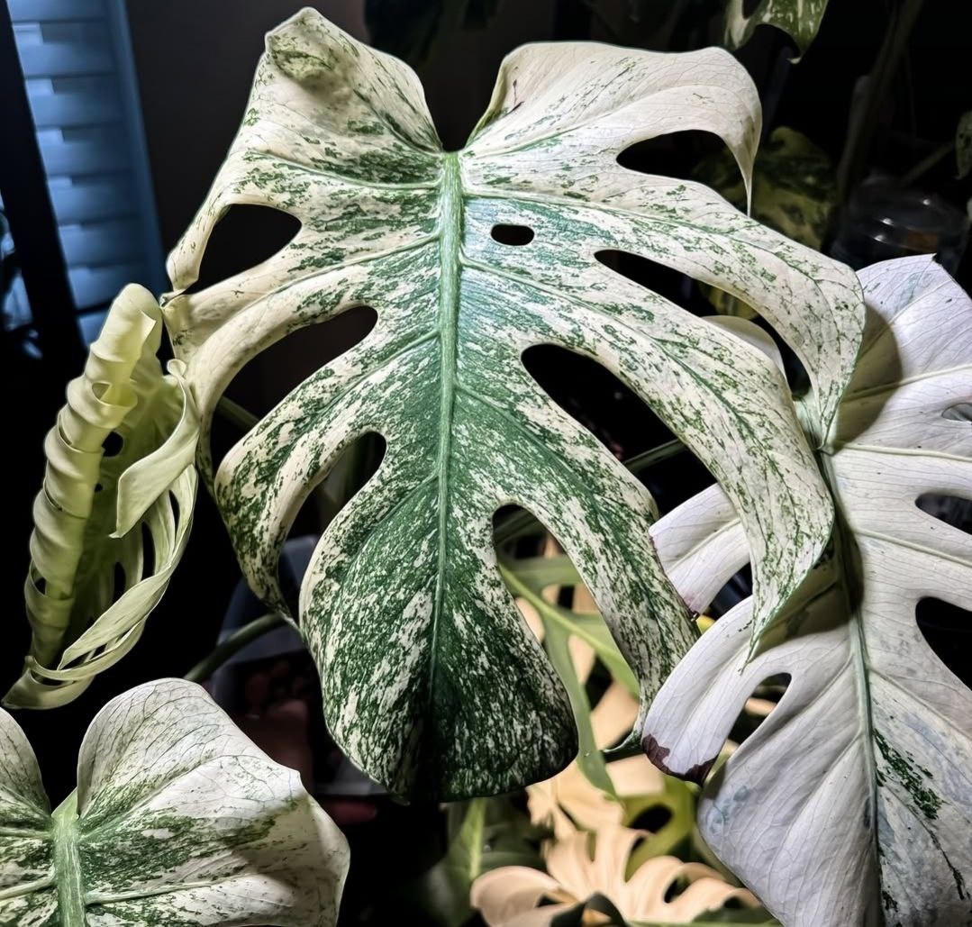 Monstera 'White Monster'. Фото: Instagram*.  *Признаны экстремистскими организациями и запрещены на территории РФ