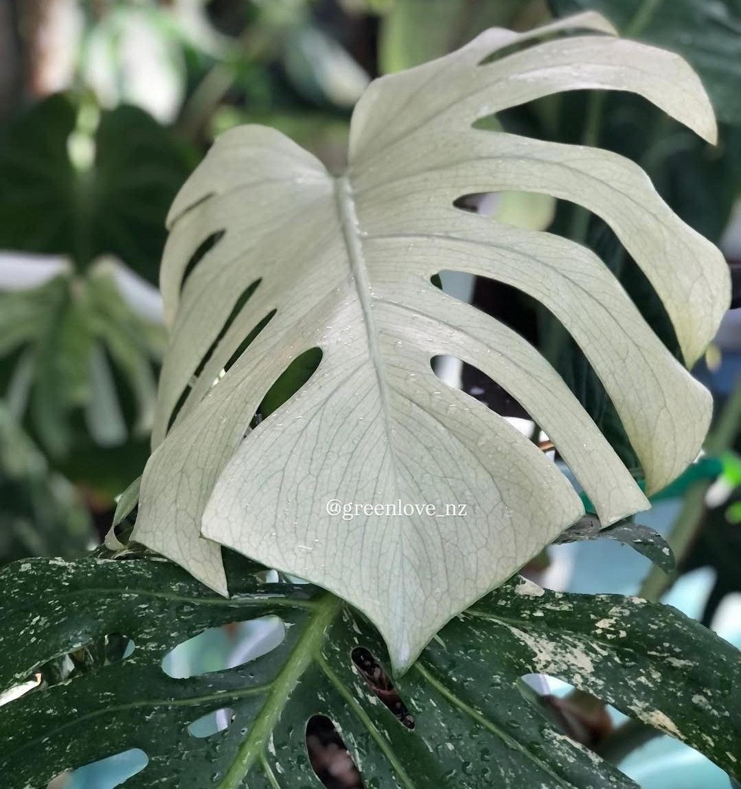 Monstera 'White Monster'. Фото: Instagram*.  *Признаны экстремистскими организациями и запрещены на территории РФ.