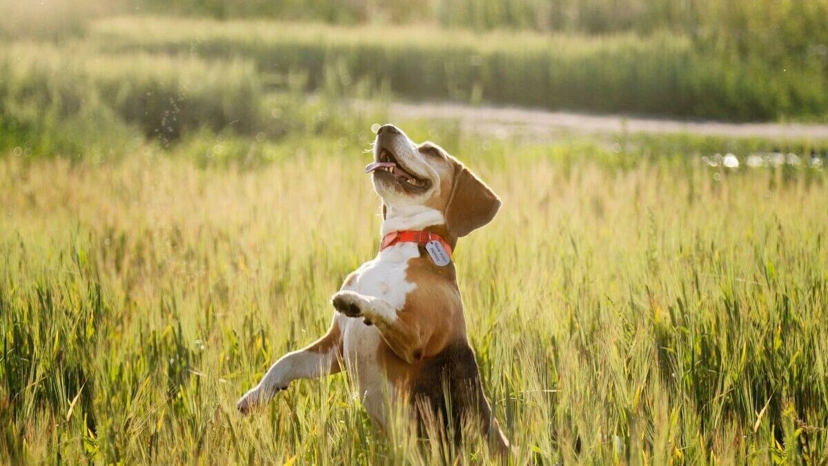 Чипирование выгодно и людям, и собакам. Автор: Тата Казакова. Источник: newizv.ru