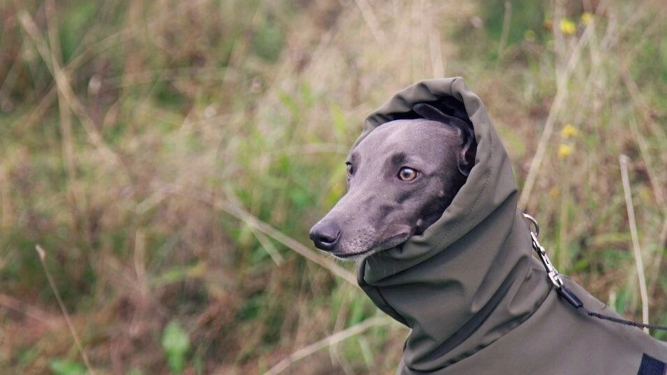 Чип размером с рисовое зерно ставится собаке один раз на всю жизнь. И шансы потерять любимого питомца будут сведены к минимуму. Фото: Тата Казакова, newizv.ru