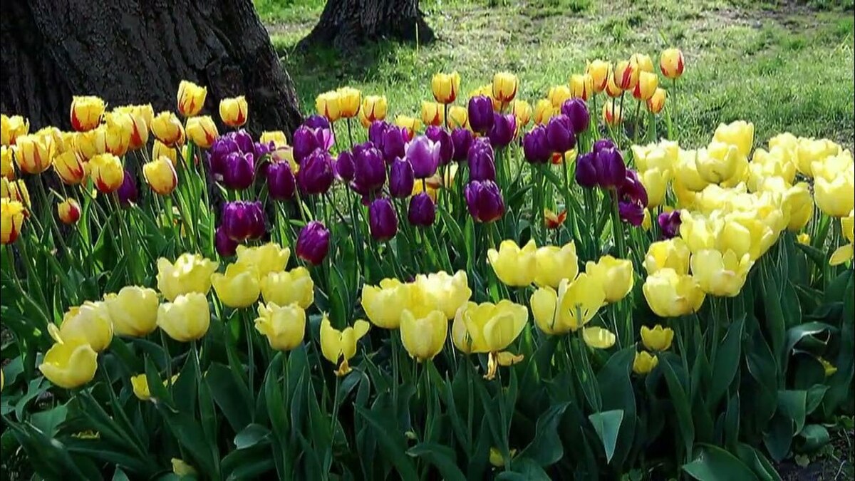 Тюльпаны весною