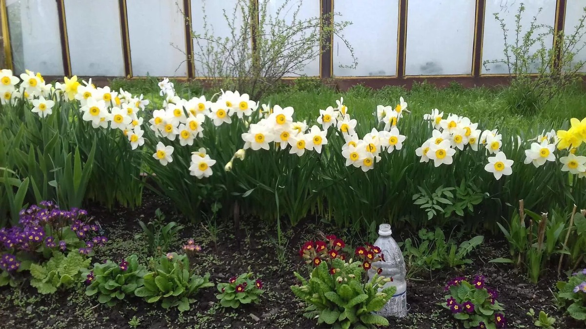 Нарцисы на клумбе весной