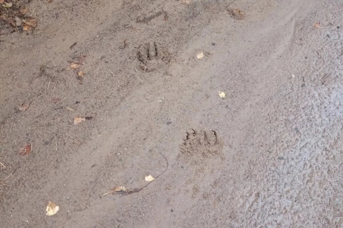    Следы медведей в Жижицкой волости стали замечать все чаще
