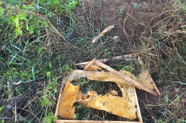    Медведи разгромили пасеку. Фото: АиФ-Псков/ Страница Олега Савельева в соцсети