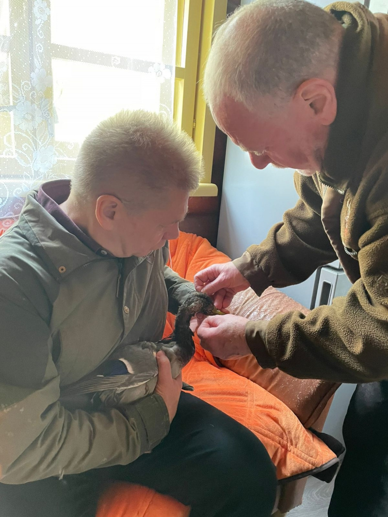    Глава Петрозаводска организовала операцию по спасению селезняИнна Колыхматова