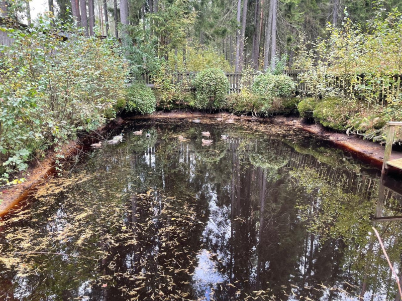    Глава Петрозаводска организовала операцию по спасению селезняИнна Колыхматова