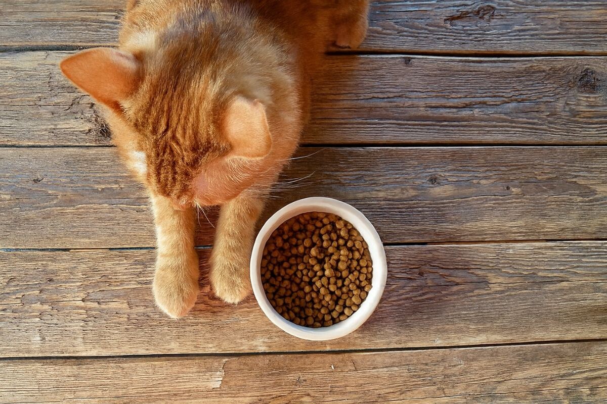 Кот отказывается от еды 