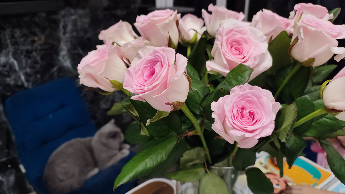 Праздничные цветы и Мартин на стуле