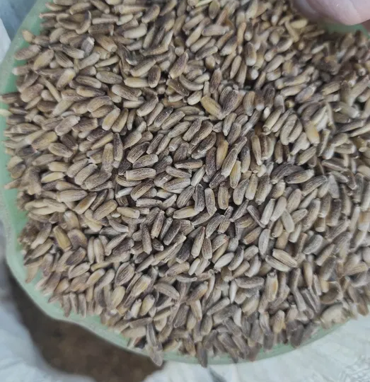 Расторопша - не польза, а вред! Информация, о которой не говорят