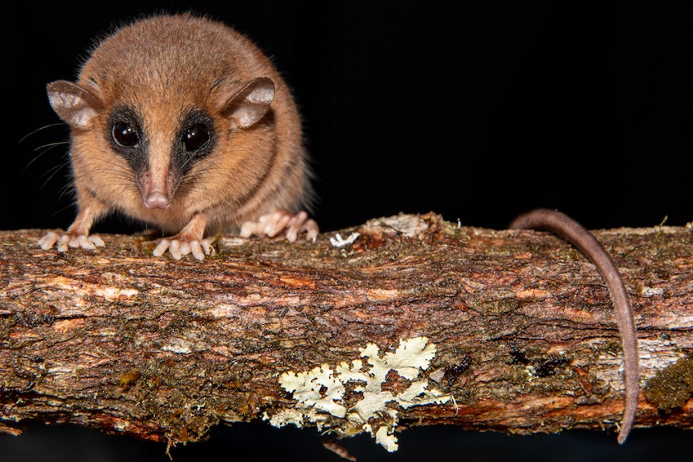     Фото: Pedro Peloso/Cal Poly Humboldt