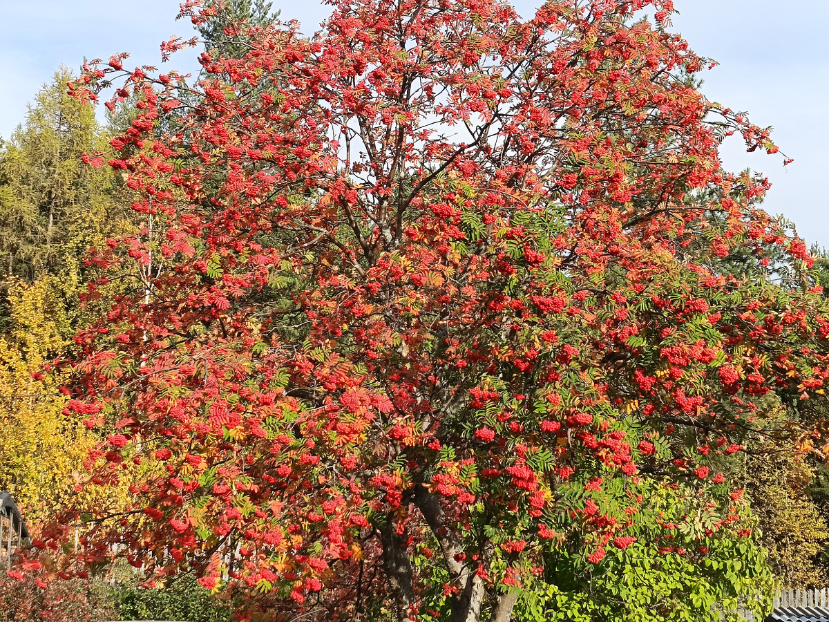 Сфоткала рябину у Маши в саду ( продавец квартиры ,)