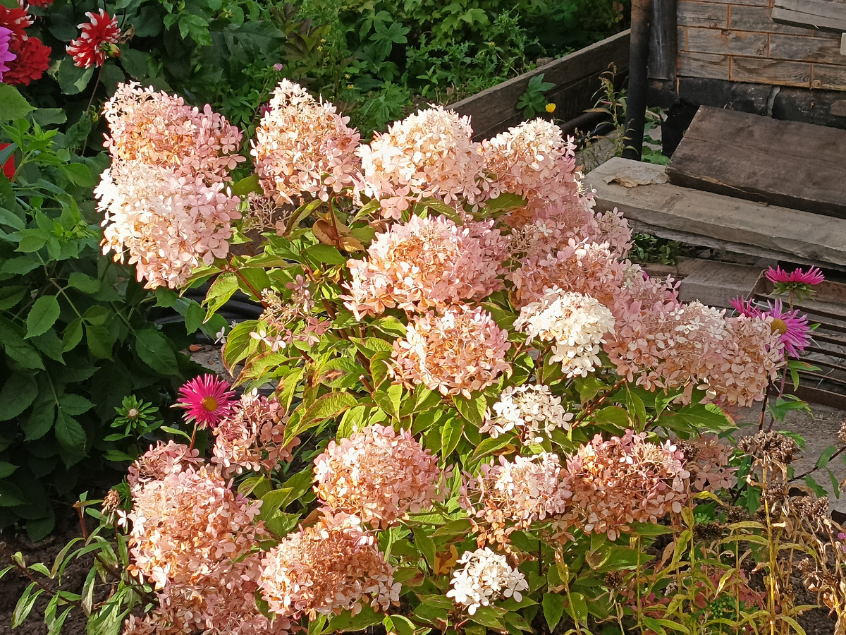 Последние краски осени.