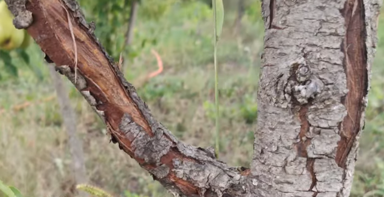 Результат экономии на побелке — кора растрескалась и почернела за зиму