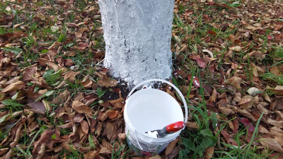  Готовая побелка разводится за 10 минут, но смывается быстро