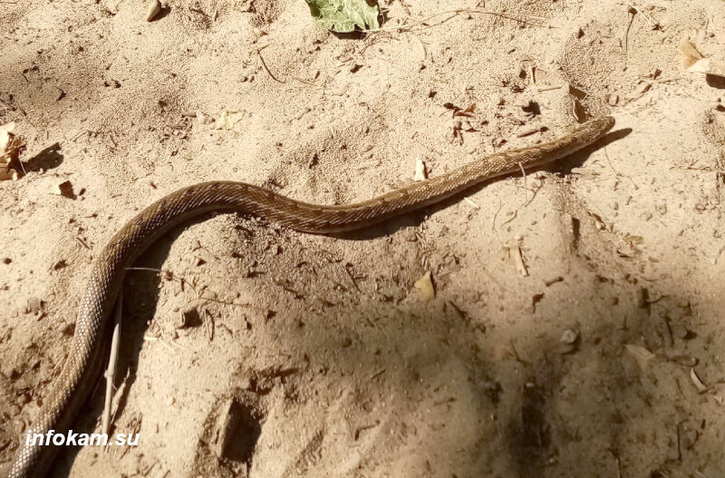    Полоз, убегающий в сторону гаражей